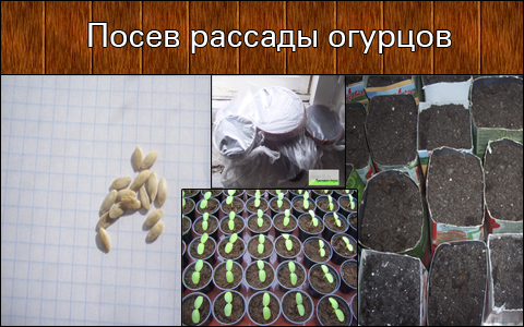 Когда сажаем огурцы на рассаду по лунному календарю Когда сажаем огурцы на рассаду по лунному календарю