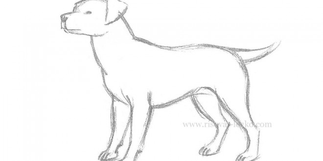 Галерея фото рисунки собаки фото рисунки собаки