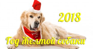 красивые открытки на новый год собаки 2018 прикольные фото и картинки