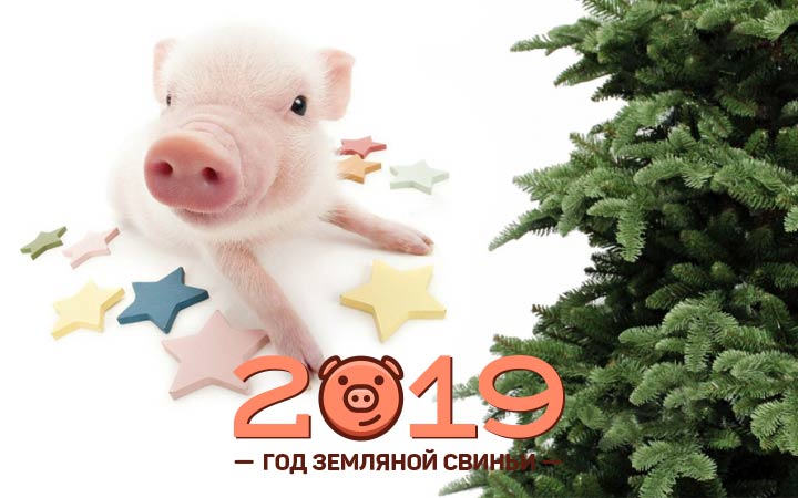 Новогодние Поздравления Со Свиньей