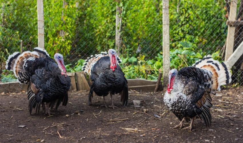 Бронзовая широкогрудая порода индюков