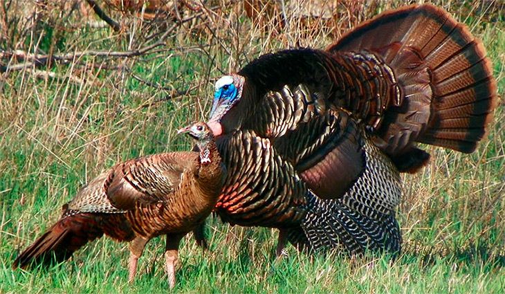 Бронзовая порода индюков