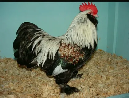 Петух фавероль