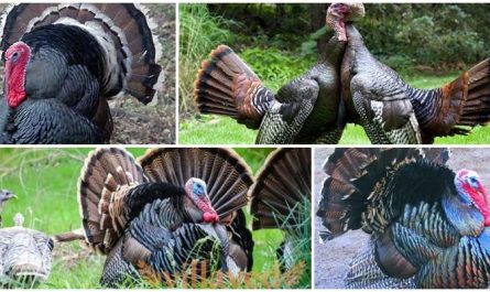 Московская бронзовая порода индюков