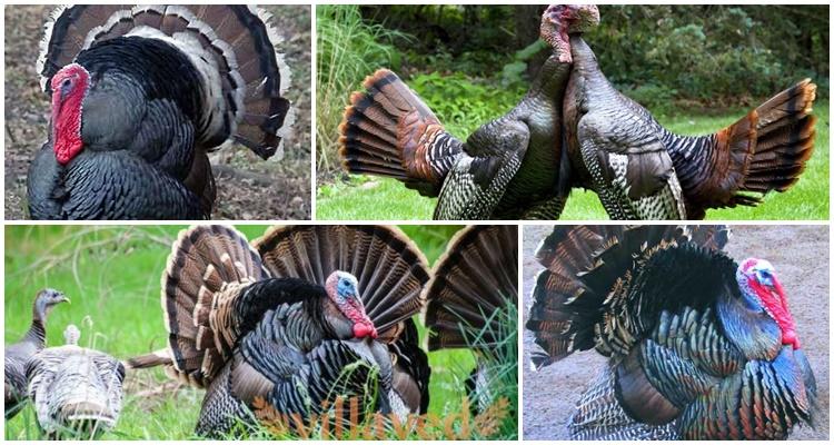 Московская бронзовая порода индюков