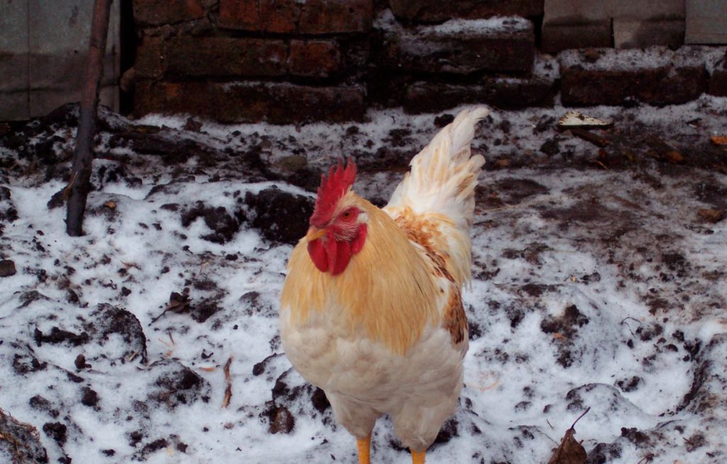 Домашний петух