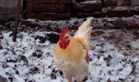 Домашний петух