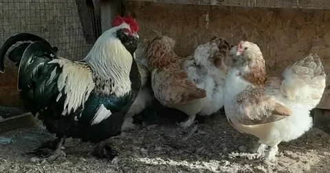 Куры породы фавероль