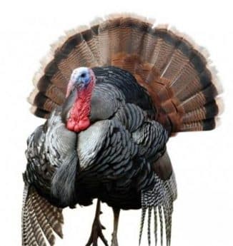 Северокавказская бронзовая порода индюков