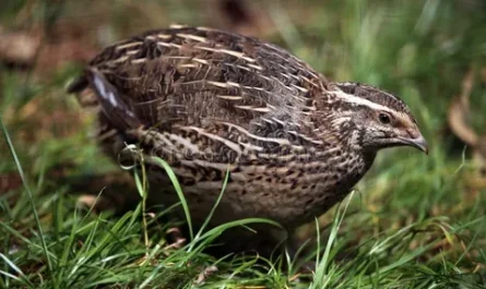Японская порода перепелов