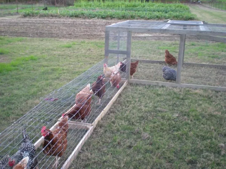 Загон для домашних кур
