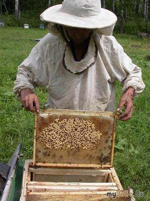Устройство пчелиной семьи
