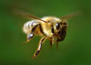 Пчеловодство для начинающих или как стать успешным пчеловодом