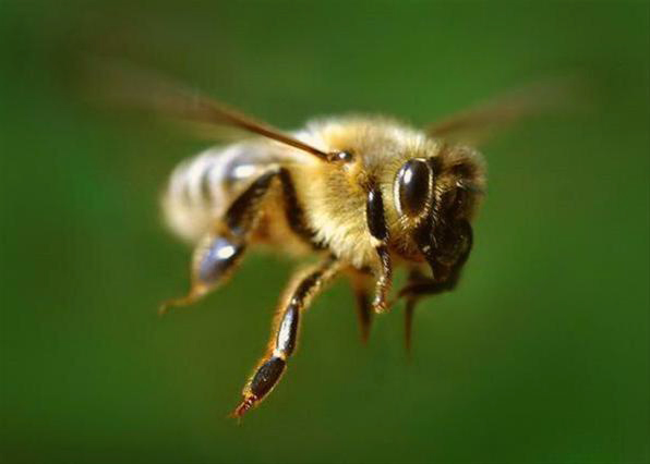 Пчеловодство для начинающих или как стать успешным пчеловодом!