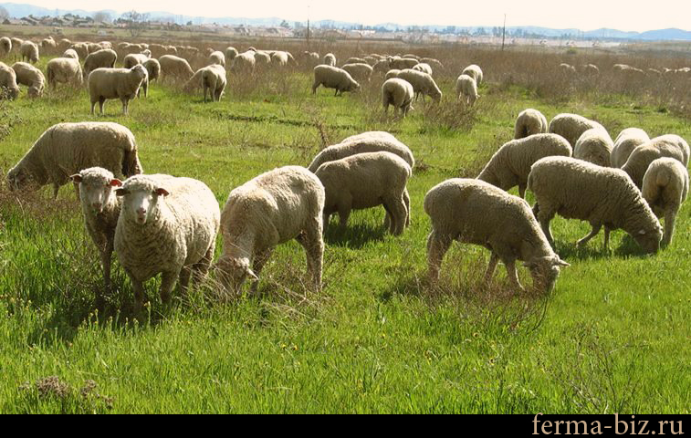 Домашние овцы