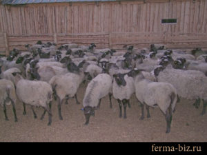 Романовские овцы на Камчатке