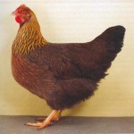 Куры вельзумер Куры породы вельзумер
