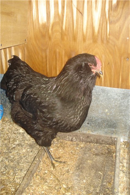 Чёрная бородатая порода кур
