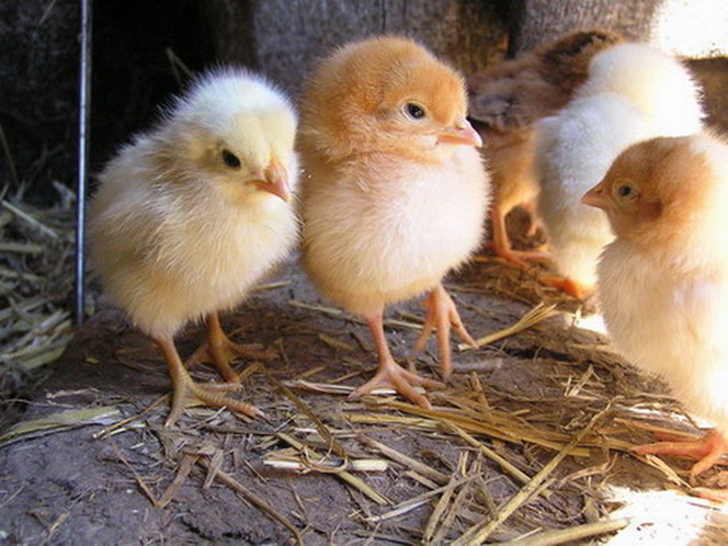 Как кормить маленьких цыплят яичных пород