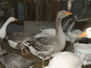 Порода ландских гусей фото