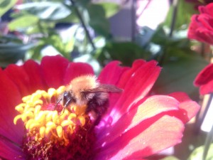 пчела сидит на цветке циния фото