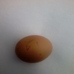 Куриное яйцо фото