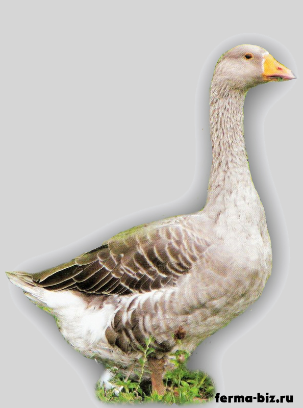 Роменская порода гусей