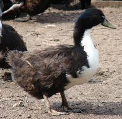 Чёрные белогрудые утки порода