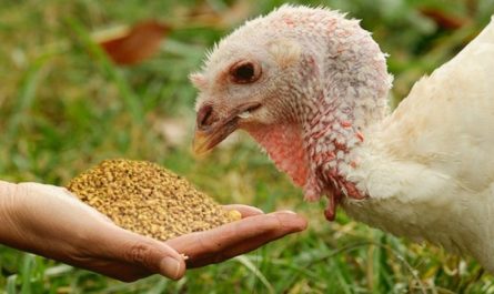 Кормление индеек в домашних условиях