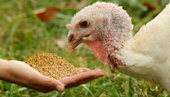 Кормление индеек в домашних условиях