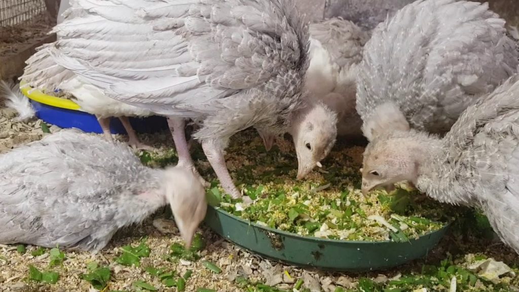 Индейки кушают