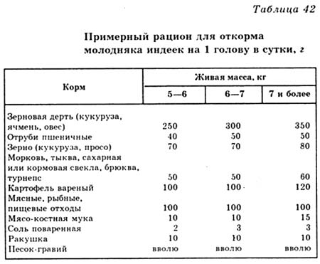 Рацион кормления индеек