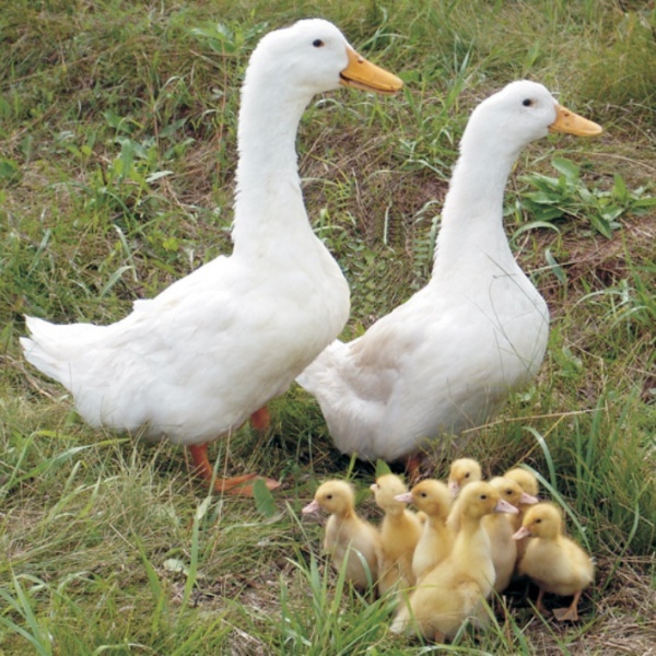 Благоварская белая утка | Домашняя ферма