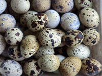 Яйца перепёлки - польза, вред, состав и калорийность