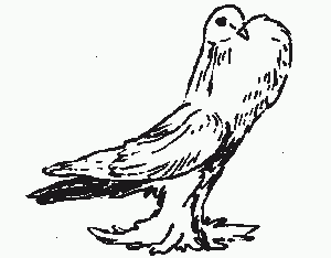 Галицийские серебристые голуби