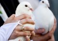 Эльбинские белоголовые голуби: описание породы, фото