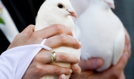 Эльбинские белоголовые голуби: описание породы, фото