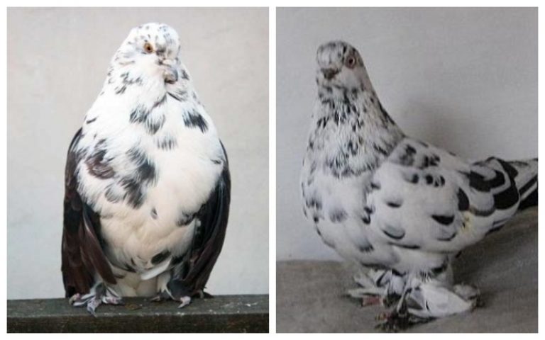 Мурые голуби: описание породы и фото