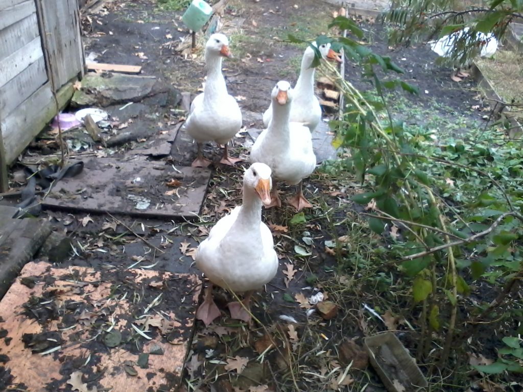 Комбикорм для гусят | Домашняя ферма