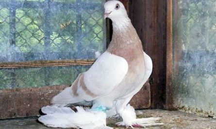 Бойные голуби Туркменский агаран: описание породы с фото