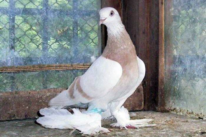 Бойные голуби Туркменский агаран: описание породы с фото