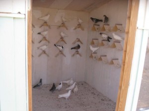 Жерди для домашних голубей