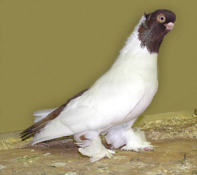 Кенигсбергские цветоголовые голуби: описание породы, фото