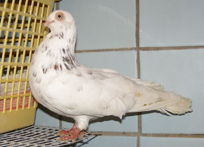 Клайпедская порода голубей