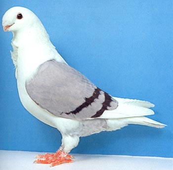 Антверпенская порода голубей фото