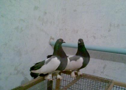 Астраханская порода голубей фото