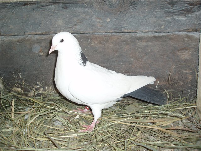 Бакинская бойная порода голубей 