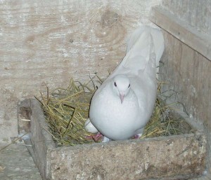 Бакинский бойный голубь