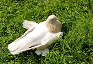 Виды голубей - бойные голуби