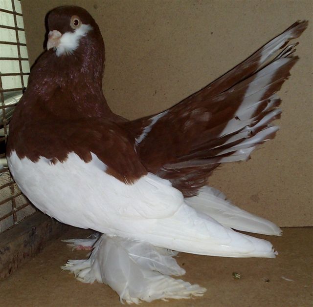 Волжская ленточная порода голубей